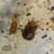 Imagen al microscopio del ácaro Dermanyssus gallinoides / Marina García-del Río