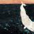 ©Manuel Marsol, Ahab y la ballena blanca. 2014