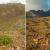 Las laderas de fuerte pendiente de Fuerteventura constituyen el hábitat preferido para la tarabilla canaria  / Luis M. Carrascal