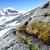 Mosses and vascular plants thrive in ice-free areas of the Antarctic Peninsula / Luis R. Pertierra