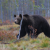 Hembra de oso pardo, Ursus arctos, desplazándose por los bosques de la Carelia finlandesa/ Vincenzo Penteriani.