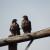 Dos busardos chacales, "Buteo rufofuscus"/ Ronelle Visagie