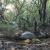 Imagen de los galápagos estudiados / Sergio García Peña