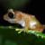 Un ejemplar de Pristimantis chalceus./ Clauda Lansac