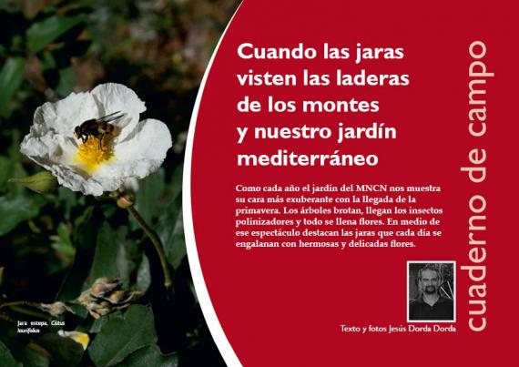 portada del artículo Cuando las jaras visten las laderas de los montes y nuestro jardín mediterráneo de NaturalMente 03