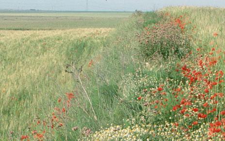 Investigadores del MNCN proponen un protocolo para que la PAC alcance sus objetivos ambientales