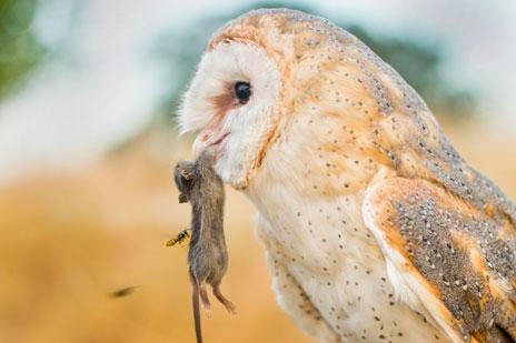 Un investigador del MNCN vuelve a ganar un concurso de fotografía de la BES