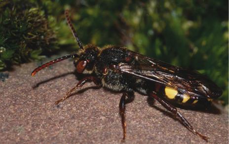 Describen la edad y las estrategias que han propiciado el éxito evolutivo de la bacteria Wolbachia