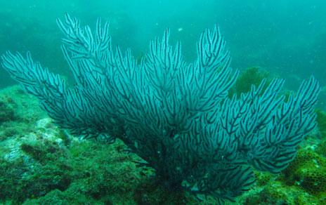 El calentamiento global amenaza los jardines de gorgonias ecuatorianos