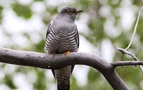 Las aves migratorias contribuyen a regular los ciclos de energía de los ecosistemas