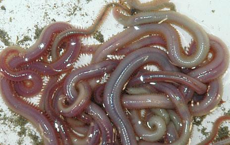 Logran secuenciar el ADN del veneno que producen algunos gusanos marinos
