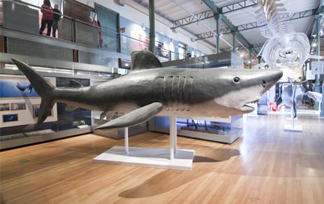 El MNCN inaugura Océanos: la exposición. El último territorio salvaje El MNCN inaugura Océanos: la exposición. El último territorio salvaje