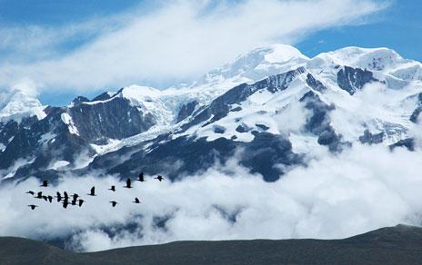 Las aves acuáticas podrían estar dispersando el hongo que diezma las poblaciones de anfibios en todo el mundo