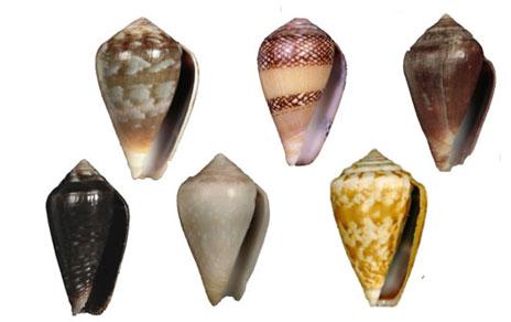 Revisan las especies de conos endémicas de Senegal para mejorar su conservación