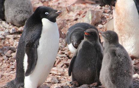 El desgaste físico de los pingüinos ante la crianza tiende a variar según su sexo