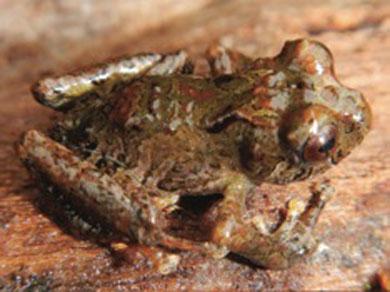 El European Journal of Taxonomy celebra la 1.000ª especies descrita en sus páginas