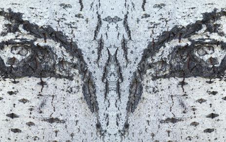 El MNCN inaugurará Bestiario una muestra fotográfica de Guillem Vidal El MNCN inaugurará Bestiario una muestra fotográfica de Guillem Vidal