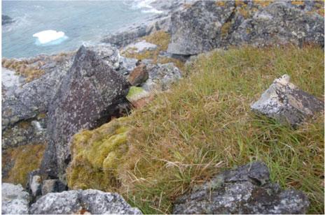 Advierten del riesgo de la invasión de especies vegetales en la Antártida Advierten del riesgo de la invasión de especies vegetales en la Antártida