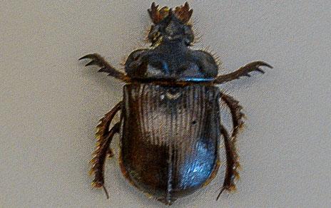 Algunos escarabajos regulan su temperatura corporal a través del exoesqueleto Algunos escarabajos regulan su temperatura corporal a través del exoesqueleto