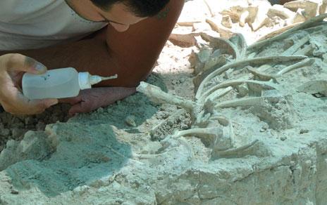 Ven a conocer El Cerro de los Batallones  un yacimiento del Mioceno