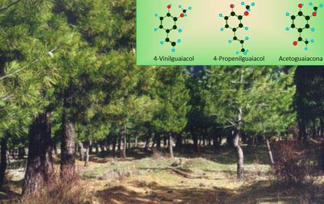Descubren cómo identificar los suelos que pueden almacenar más carbono Descubren cómo identificar los suelos que pueden almacenar más carbono