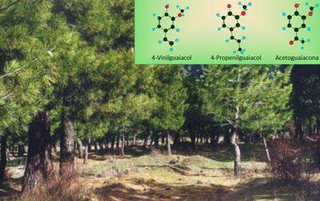 Descubren cómo identificar los suelos que pueden almacenar más carbono