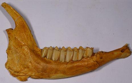 Así era la fauna en Murcia hace 4 millones de años