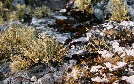 Miden el efecto de los cambios de temperatura en los líquenes antárticos