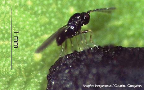 Confirman la efectividad de una avispa parásita para controlar el gorgojo del eucalipto