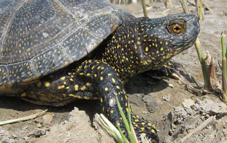 Los galápagos con tasas de crecimiento más rápidas presentan coloraciones más intensas