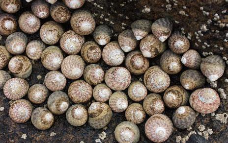 Analizan las relaciones evolutivas de un grupo de caracoles marinos europeos