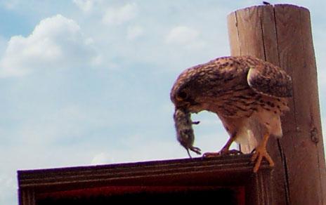El veneno para controlar las plagas de topillo afecta también a los cernícalos  sus depredadores naturales