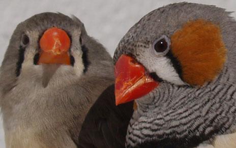 La coenzima Q10 potencia la tonalidad roja de los ornamentos de las aves