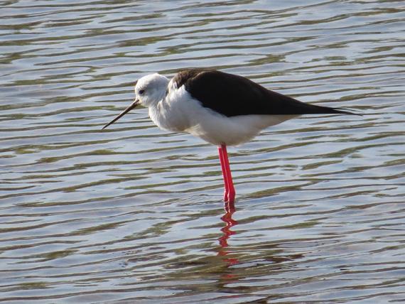 Analizan qué aves europeas son más vulnerables a la extinción