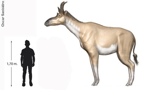 Describen una nueva especie de jiráfido que ayuda a entender la evolución de las jirafas gigantes de cuatro cuernos Describen una nueva especie de jiráfido que ayuda a entender la evolución de las jirafas gigantes de cuatro cuernos