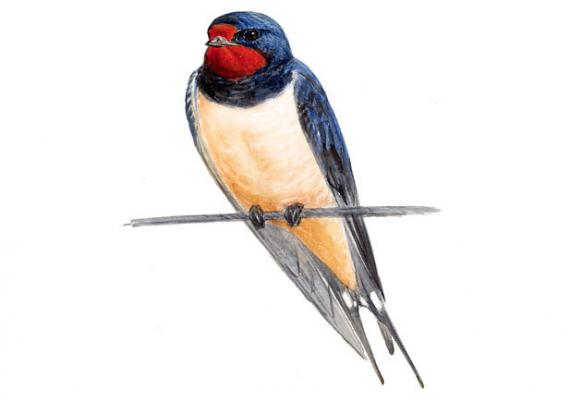 Pioneros de la ornitología y el medio ambiente se citan en el Museo Nacional de Ciencias Naturales