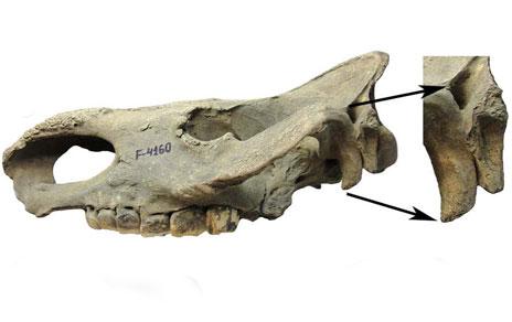 Un fósil de rinoceronte con más de 50.000 años confirma que el clima de Siberia era similar al actual