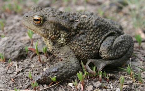 La hibridación entre sapos puede ayudar a entender cómo se originan nuevas especies