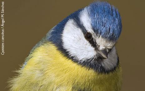 Los parásitos influyen en el éxito reproductivo de las aves de una temporada a otra