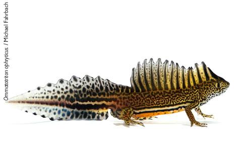 Descubren el origen híbrido de una población exótica de tritón establecida en Cataluña