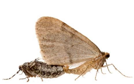 Demuestran por primera vez que las aves detectan las feromonas de sus presas para obtener alimento