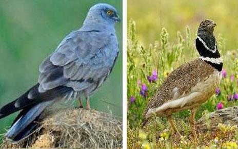 Las políticas agrarias de la UE hacen fracasar los objetivos de conservación de la Red Natura 2000 Las políticas agrarias de la UE hacen fracasar los objetivos de conservación de la Red Natura 2000