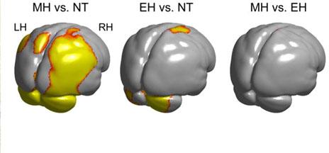 La menor capacidad de los neandertales para procesar información pudo colaborar en su desaparición