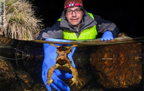 Dos décadas de estudio desvelan la relación entre el cambio climático y la evolución de las poblaciones de anfibios