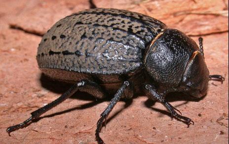 Los cambios geológicos de la cuenca mediterránea determinaron la evolución de los escarabajos del género Pimelia