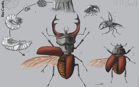 Illustraciencia presenta a las ganadoras de su sexta edición