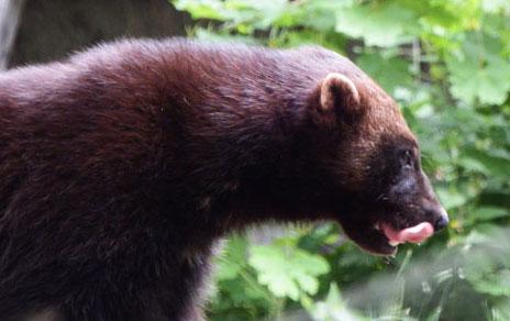 Los restos de mustélidos encontrados en la península aclaran sus relaciones de parentesco