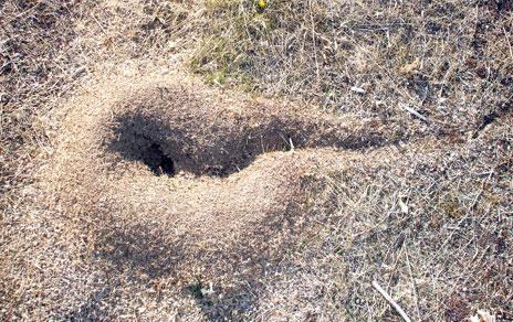 La labor ingeniera de las hormigas puede influir en los estudios paleoclimáticos
