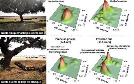 Analizan por primera vez los efectos del fuego en más de 7500 componentes de la materia orgánica del suelo Analizan por primera vez los efectos del fuego en más de 7500 componentes de la materia orgánica del suelo