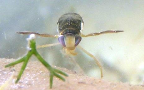 La presencia de parásitos y el aumento de la salinidad afectará a la supervivencia de insectos acuáticos en Doñana
